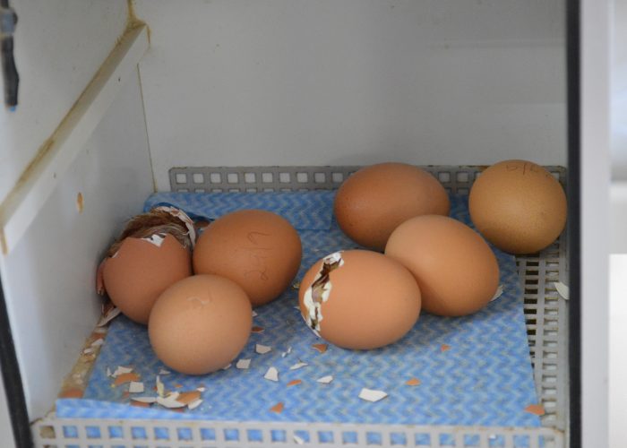 Hatching eggs holidays